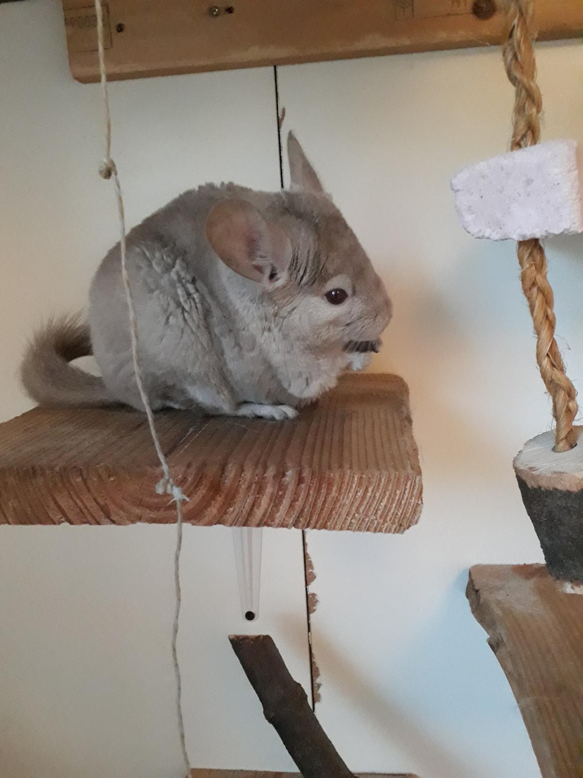 Chinchilla Chilla billede 1