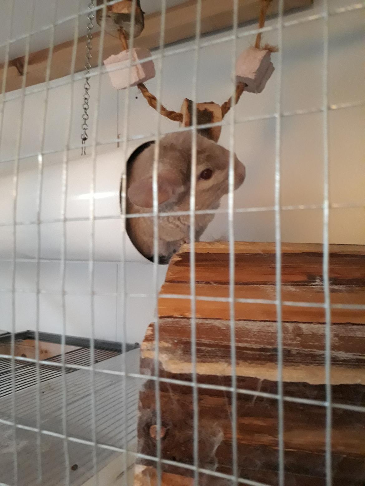 Chinchilla Chilla billede 3