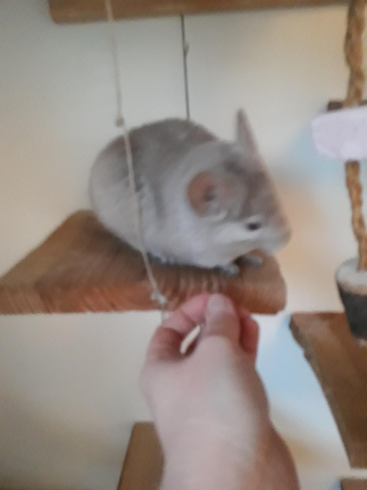 Chinchilla Chilla billede 4