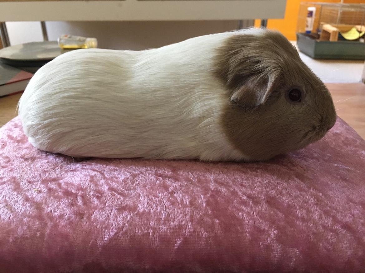 Marsvin Koreskas Å-susanne (Sofie) billede 1