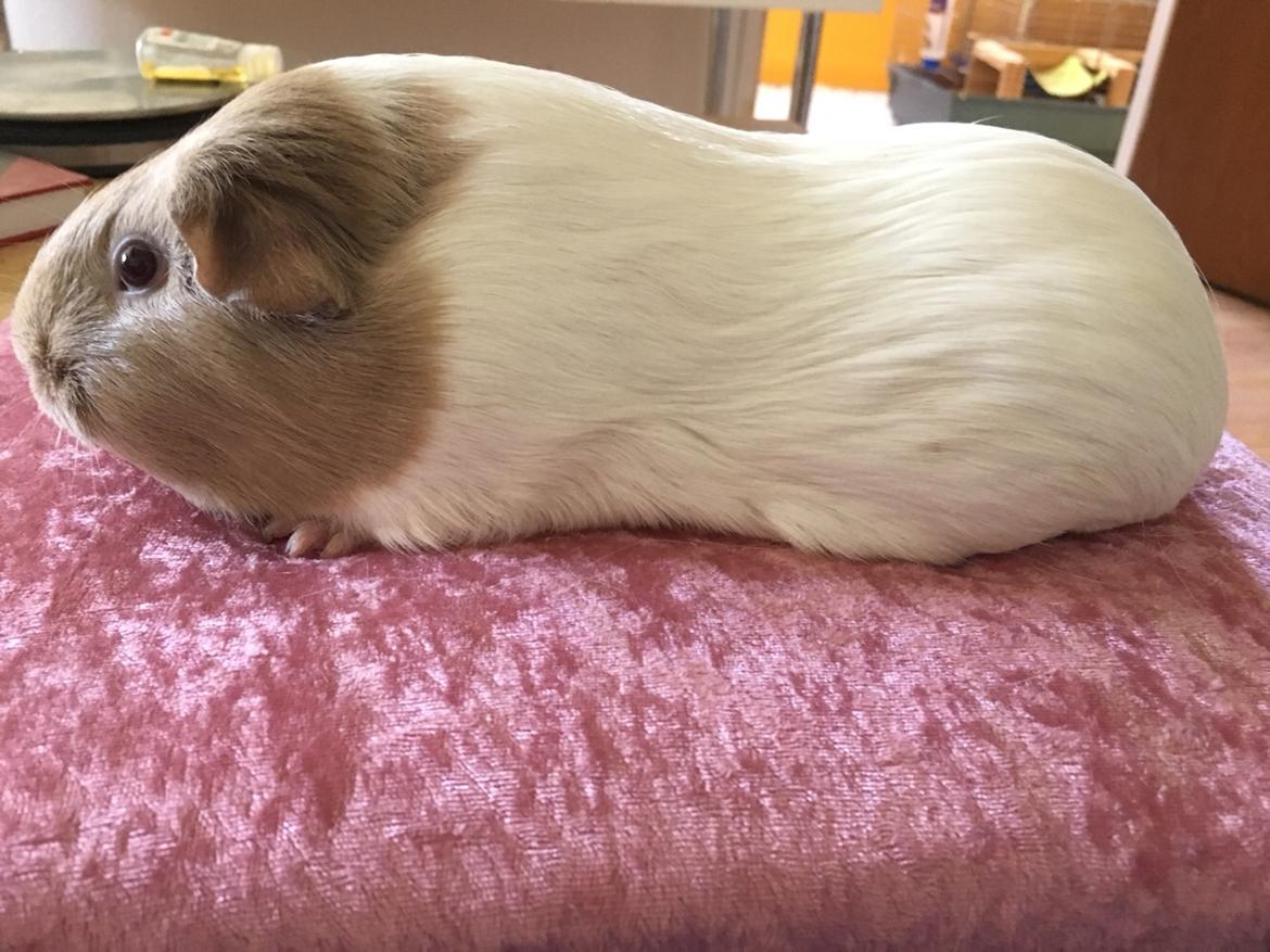 Marsvin Koreskas Å-susanne (Sofie) billede 2