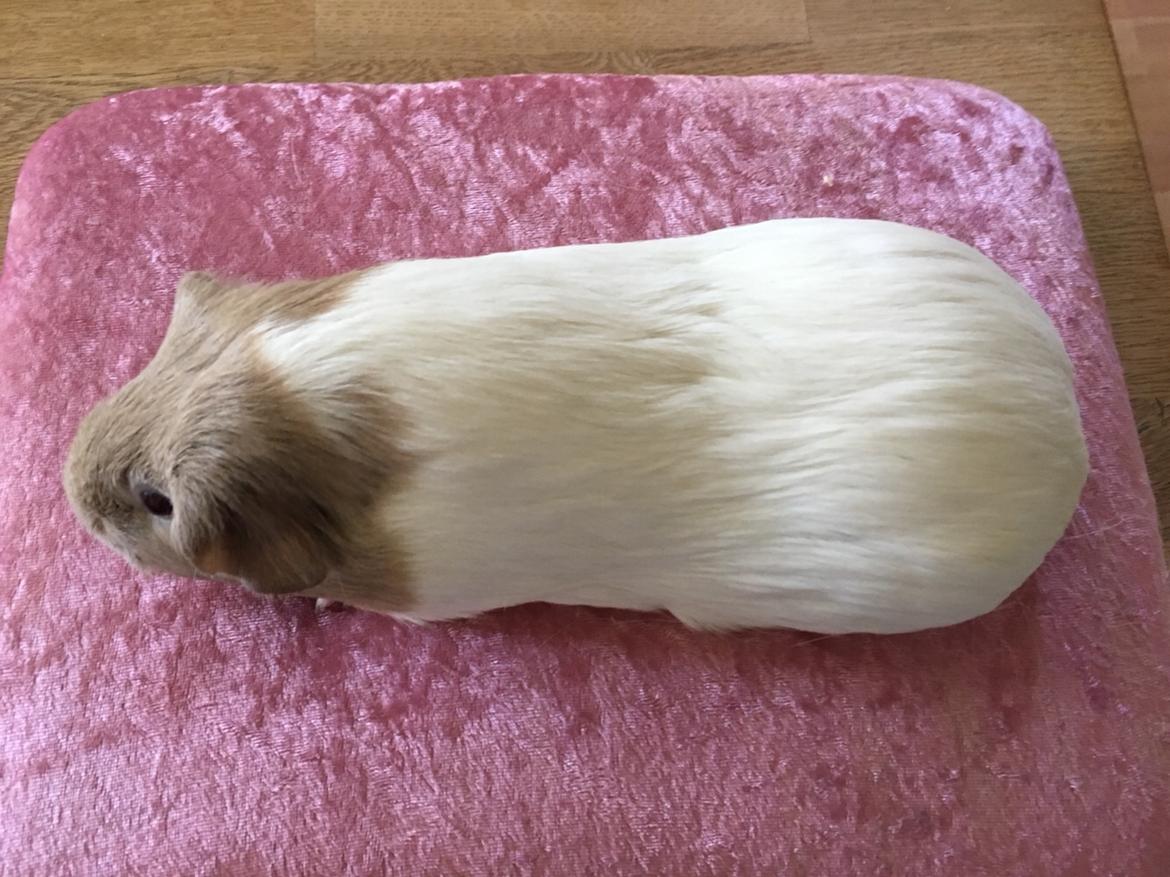 Marsvin Koreskas Å-susanne (Sofie) billede 3