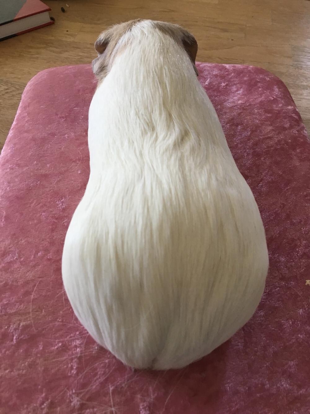 Marsvin Koreskas Å-susanne (Sofie) billede 4