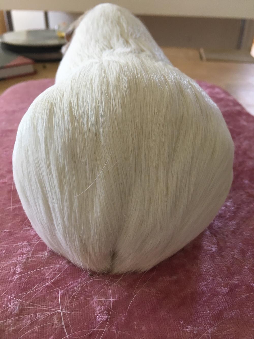 Marsvin Koreskas Å-susanne (Sofie) billede 5