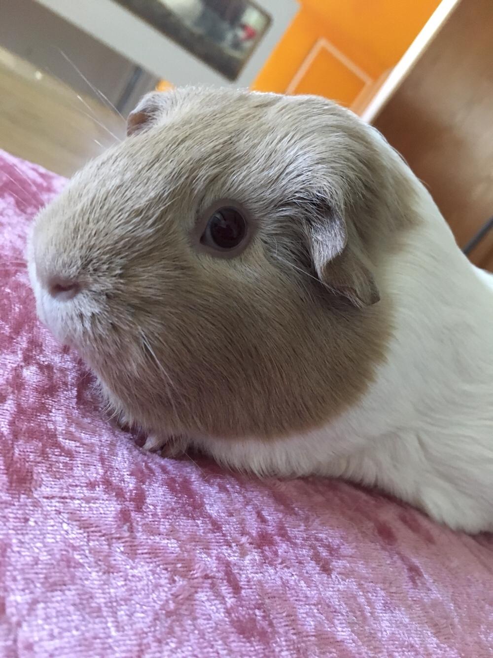 Marsvin Koreskas Å-susanne (Sofie) billede 6