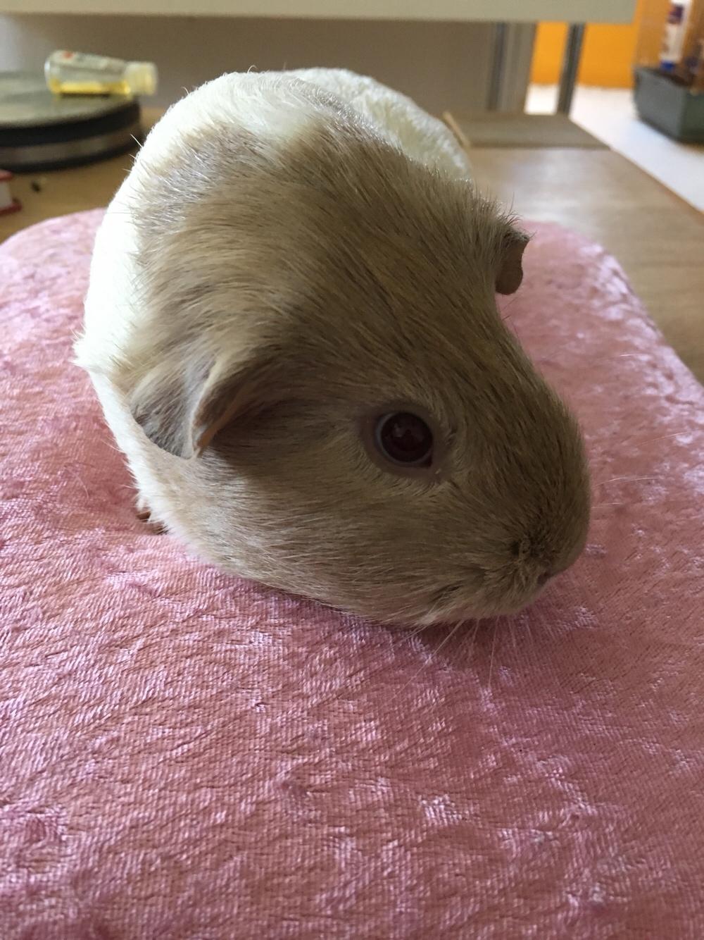 Marsvin Koreskas Å-susanne (Sofie) billede 7