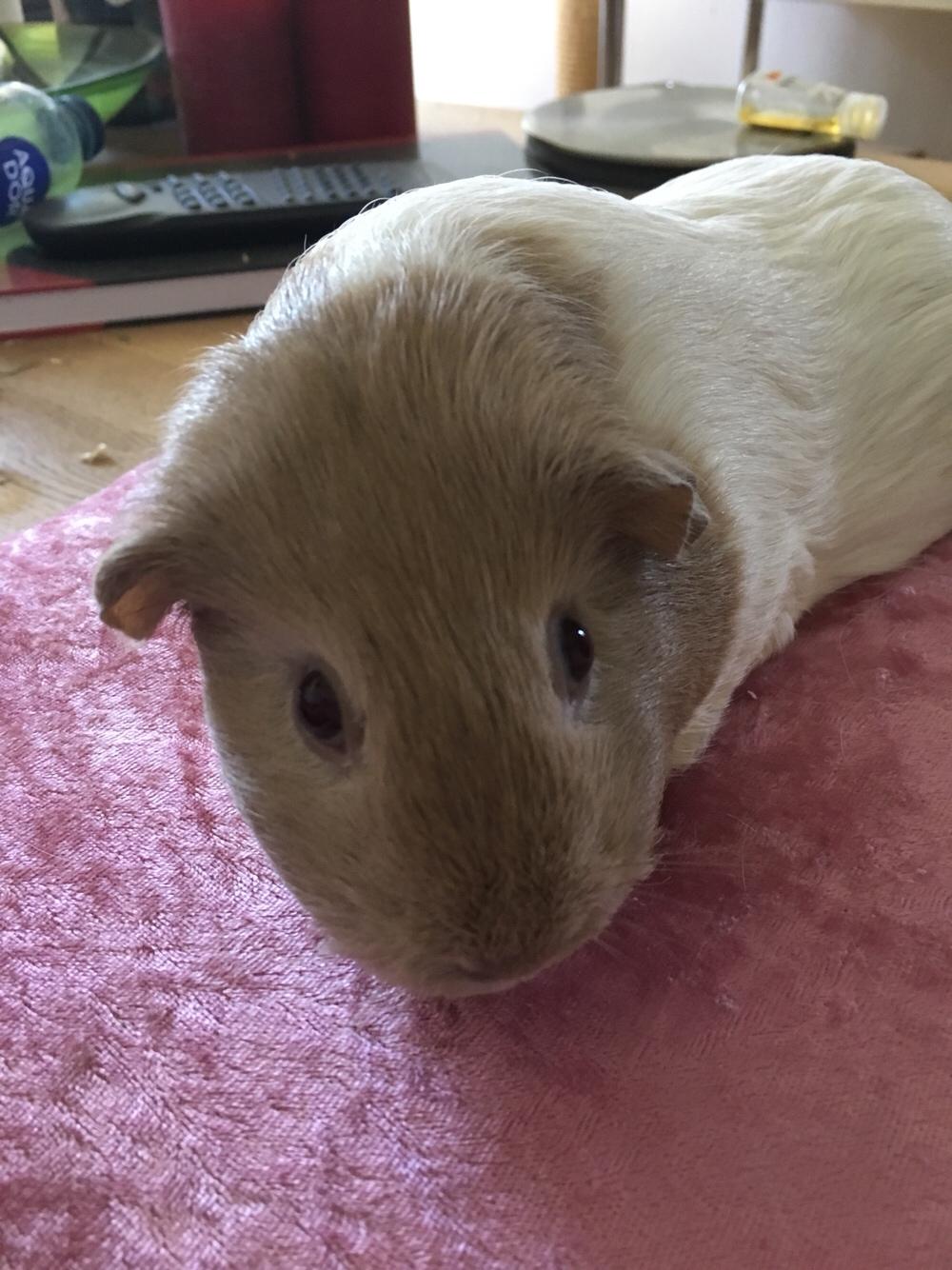 Marsvin Koreskas Å-susanne (Sofie) billede 8