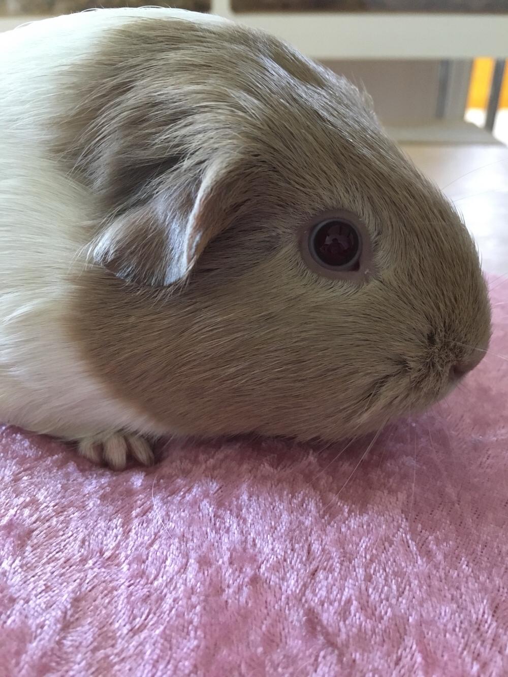 Marsvin Koreskas Å-susanne (Sofie) billede 9