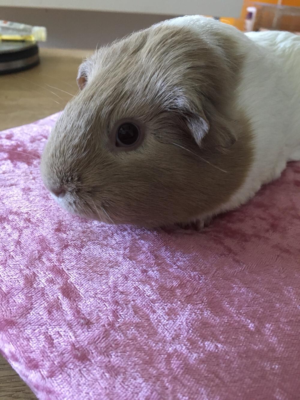 Marsvin Koreskas Å-susanne (Sofie) billede 10