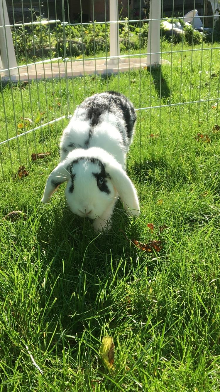 Kanin Nova billede 3