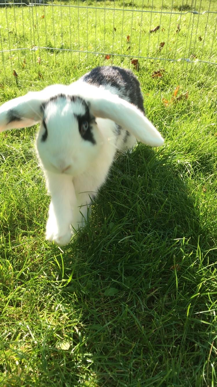 Kanin Nova billede 1