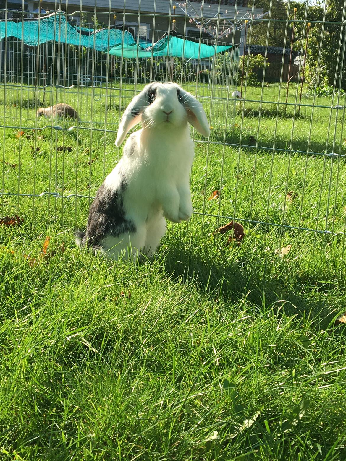 Kanin Nova billede 6