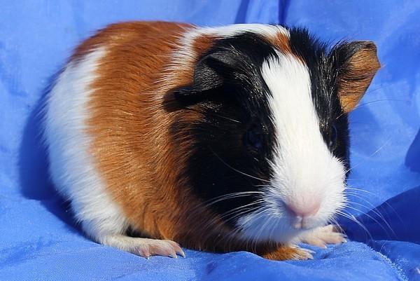 Marsvin Koreskas JERAMIAS billede 6