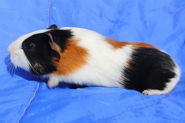 Marsvin Koreskas JERAMIAS billede 7