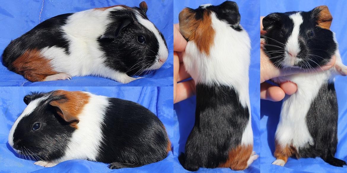 Marsvin Koreskas JAGO billede 1