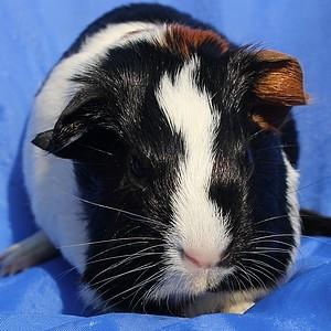 Marsvin Koreskas JAGO billede 2