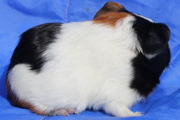 Marsvin Koreskas JAGO billede 3