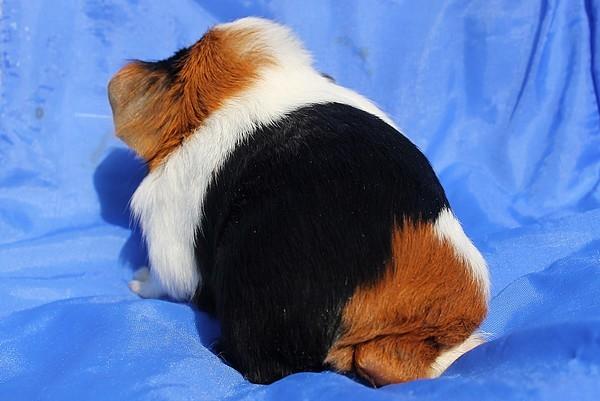 Marsvin Koreskas JAGO billede 5