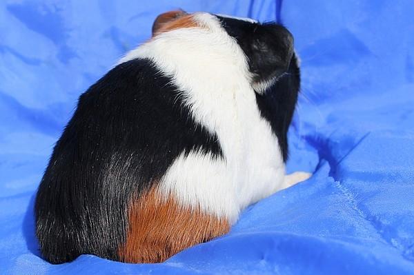 Marsvin Koreskas JAGO billede 6