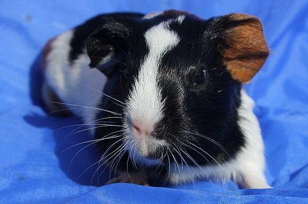 Marsvin Koreskas JAGO billede 4