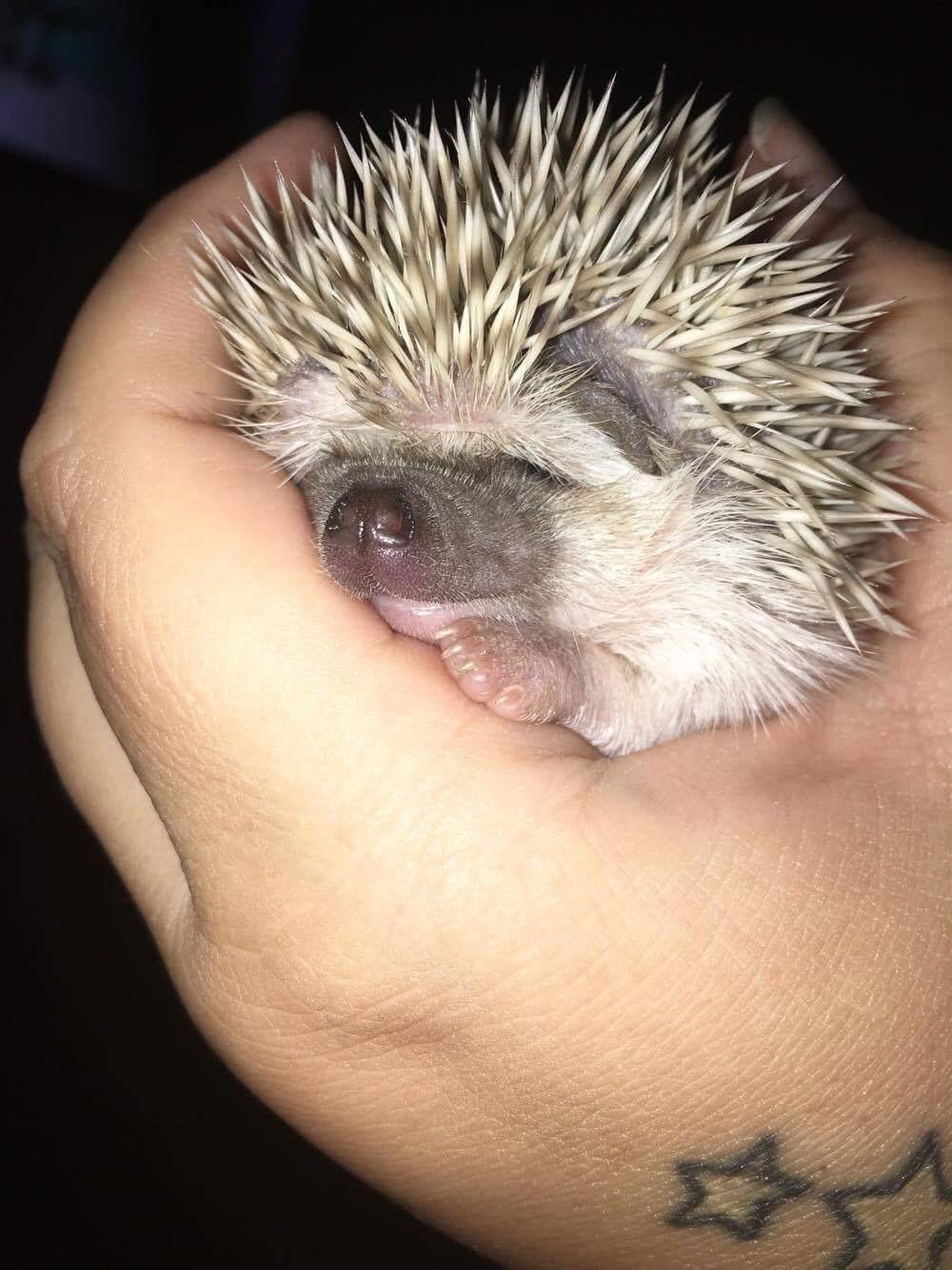 Pindsvin Messi billede 1