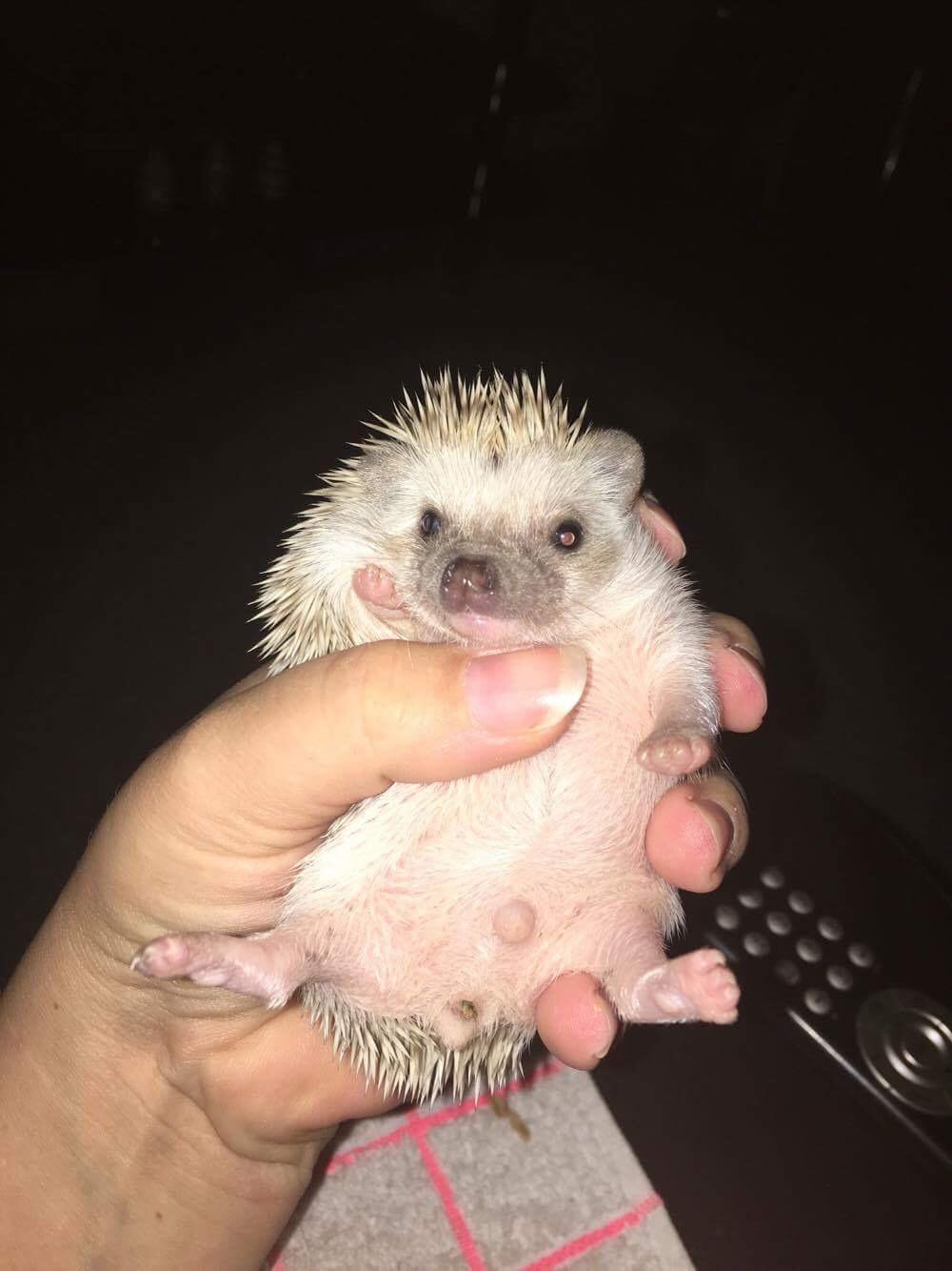 Pindsvin Messi billede 3