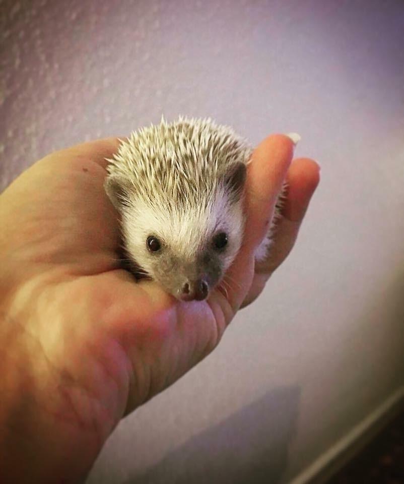 Pindsvin Messi billede 5