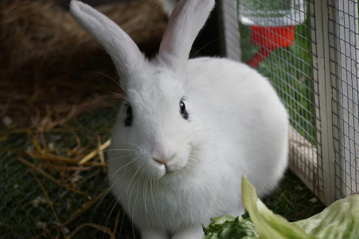 Kanin Bitch billede 10