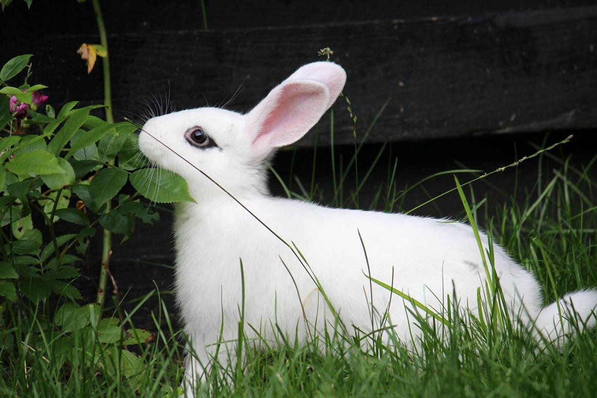 Kanin Bitch billede 8