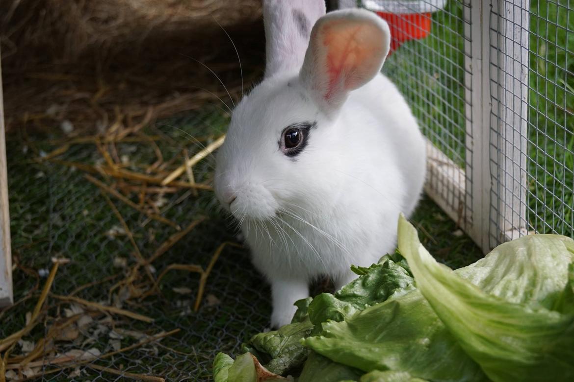 Kanin Bitch billede 9