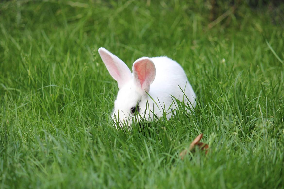 Kanin Bitch billede 7