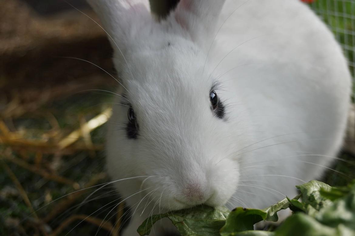 Kanin Bitch billede 12