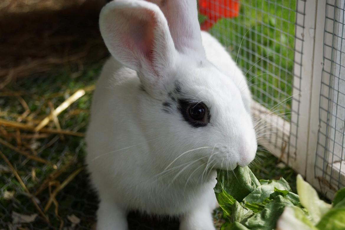 Kanin Bitch billede 13