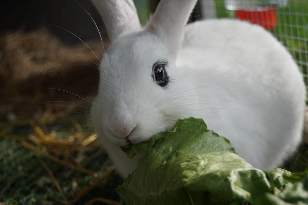 Kanin Bitch billede 14