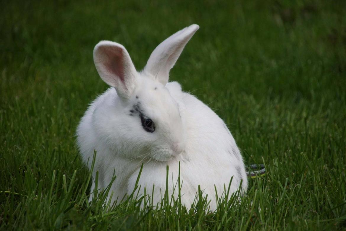 Kanin Bitch billede 2