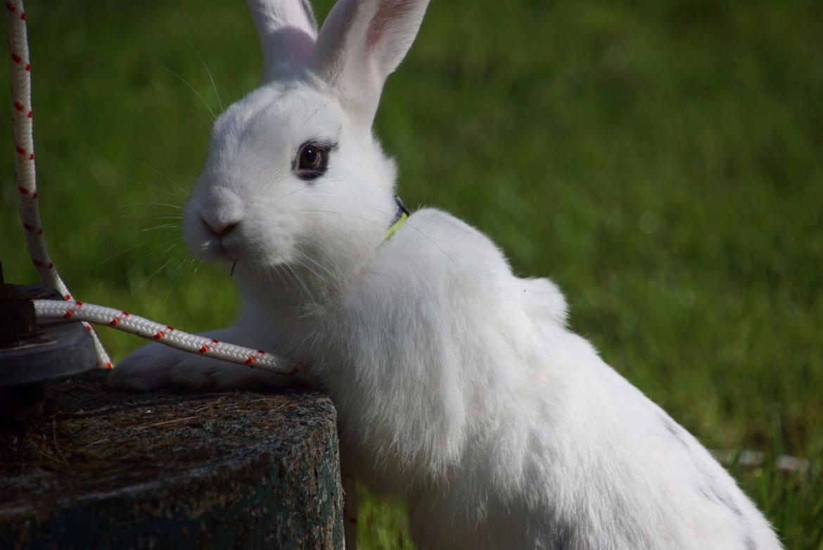 Kanin Bitch billede 4