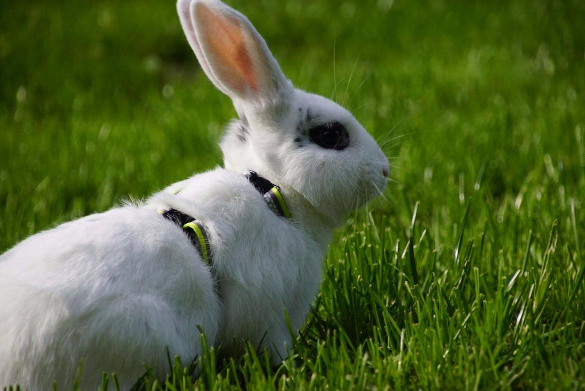 Kanin Bitch billede 6