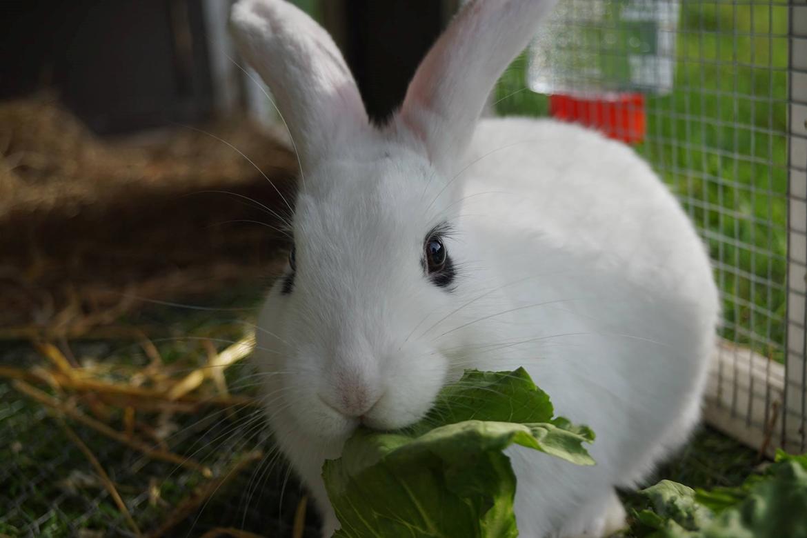 Kanin Bitch billede 11