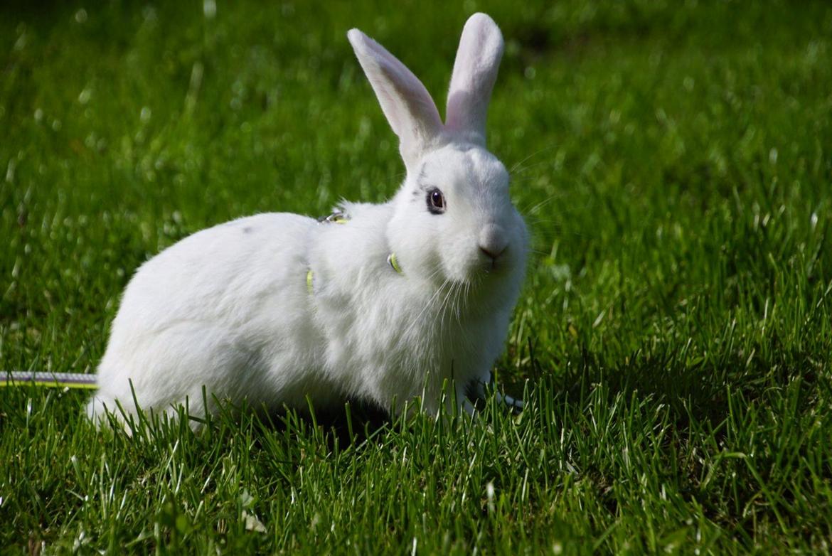 Kanin Bitch billede 5