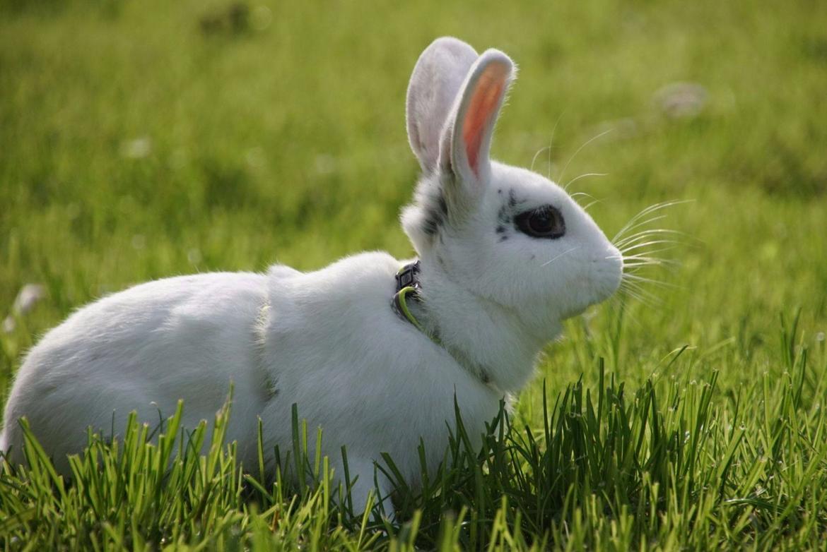 Kanin Bitch billede 1