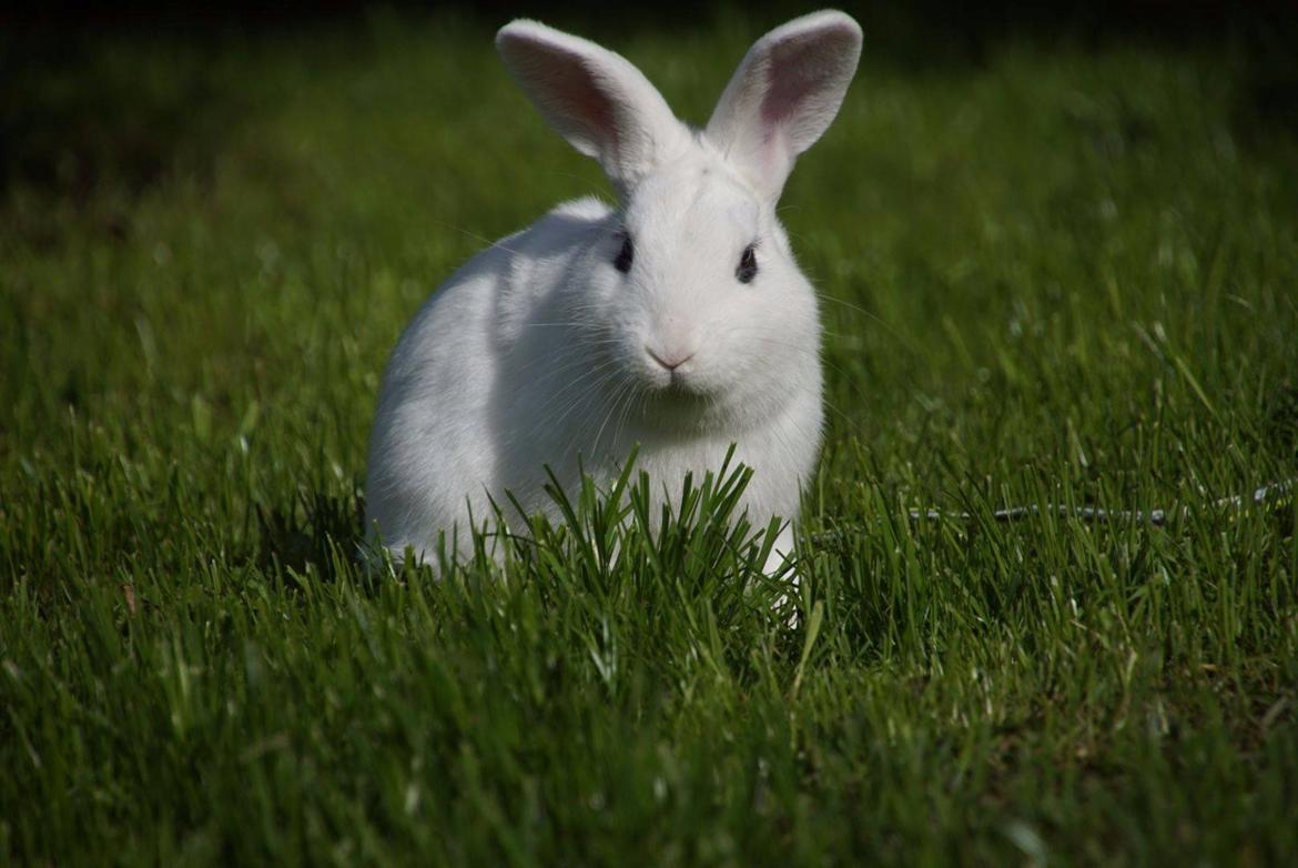 Kanin Bitch billede 3