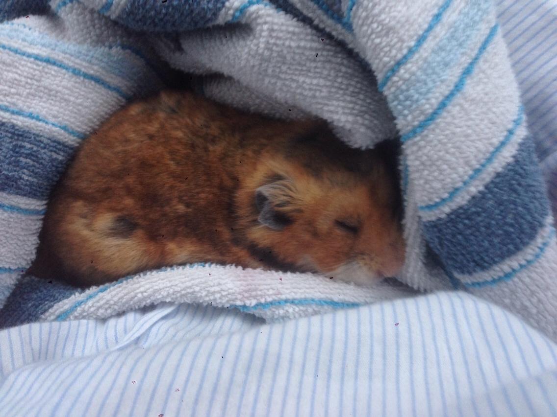 Hamster Mars Twillight *Himmel hamster* billede 8