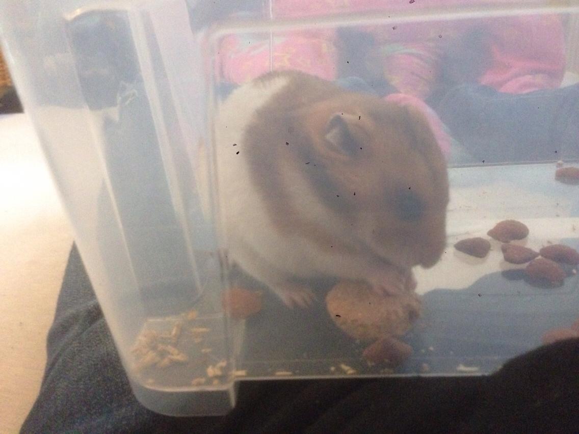 Hamster Colour Point's Vhiola *Himmel hamster* billede 6