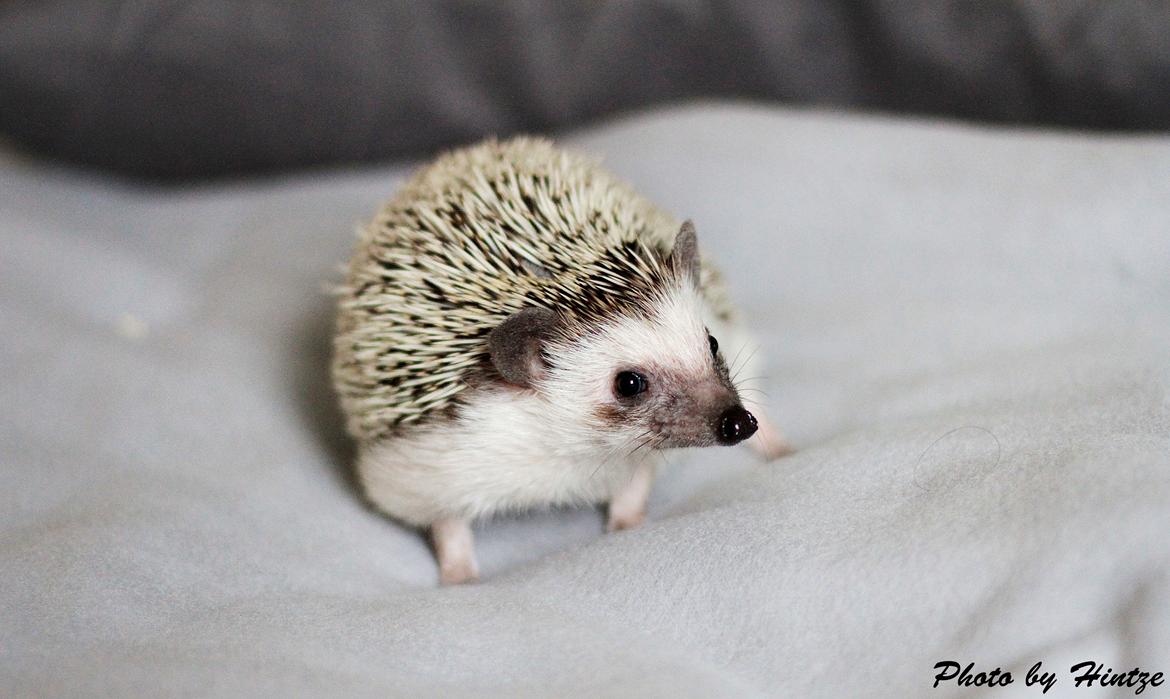 Pindsvin Dk Hedgies by Hintze's Baby billede 1