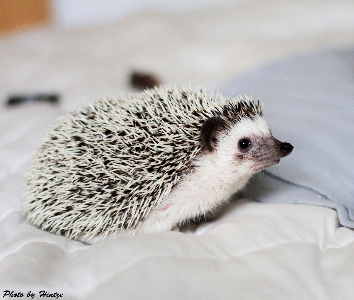 Pindsvin Dk Hedgies by Hintze's Baby billede 2