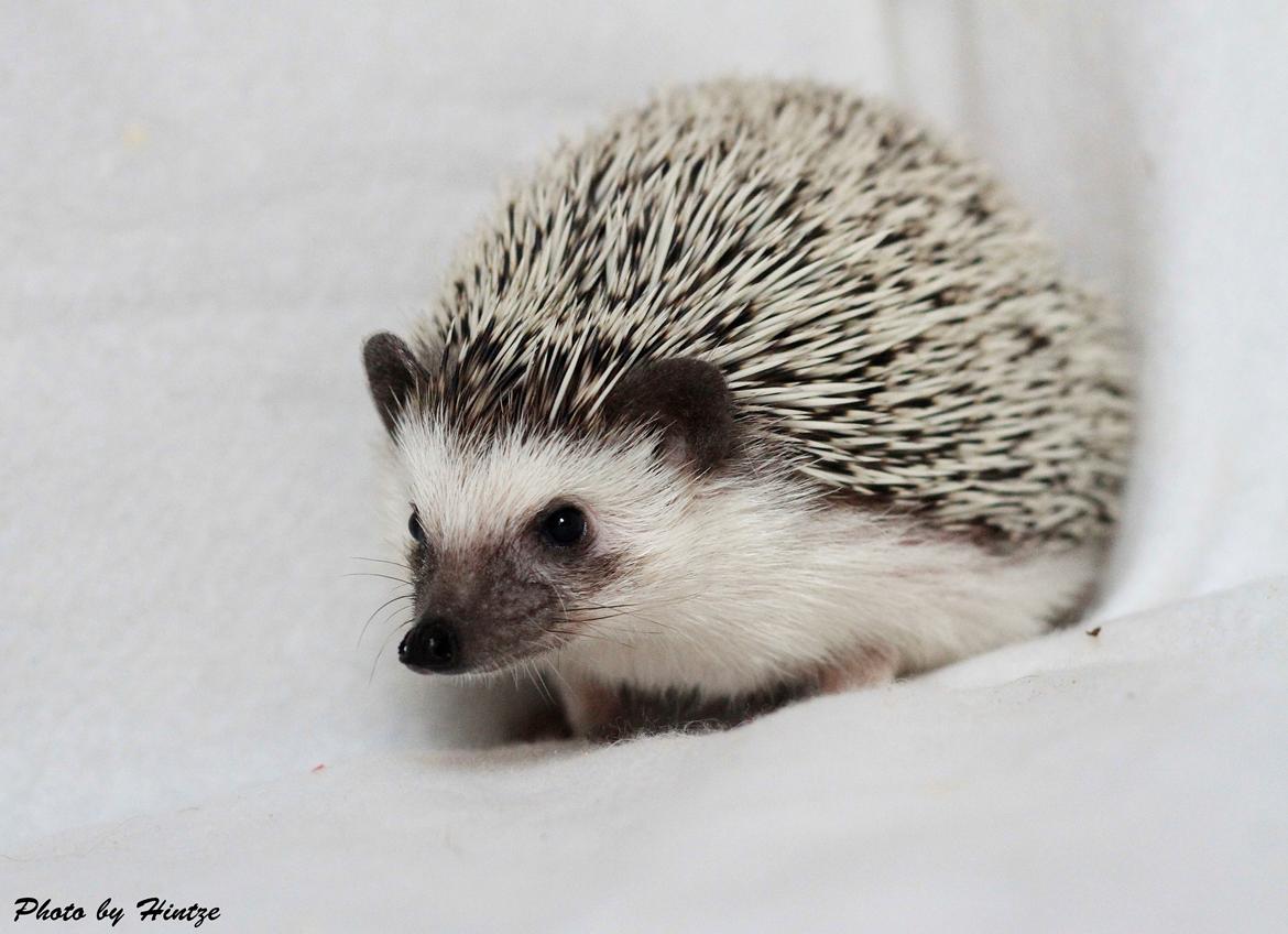 Pindsvin Dk Hedgies by Hintze's Baby billede 4