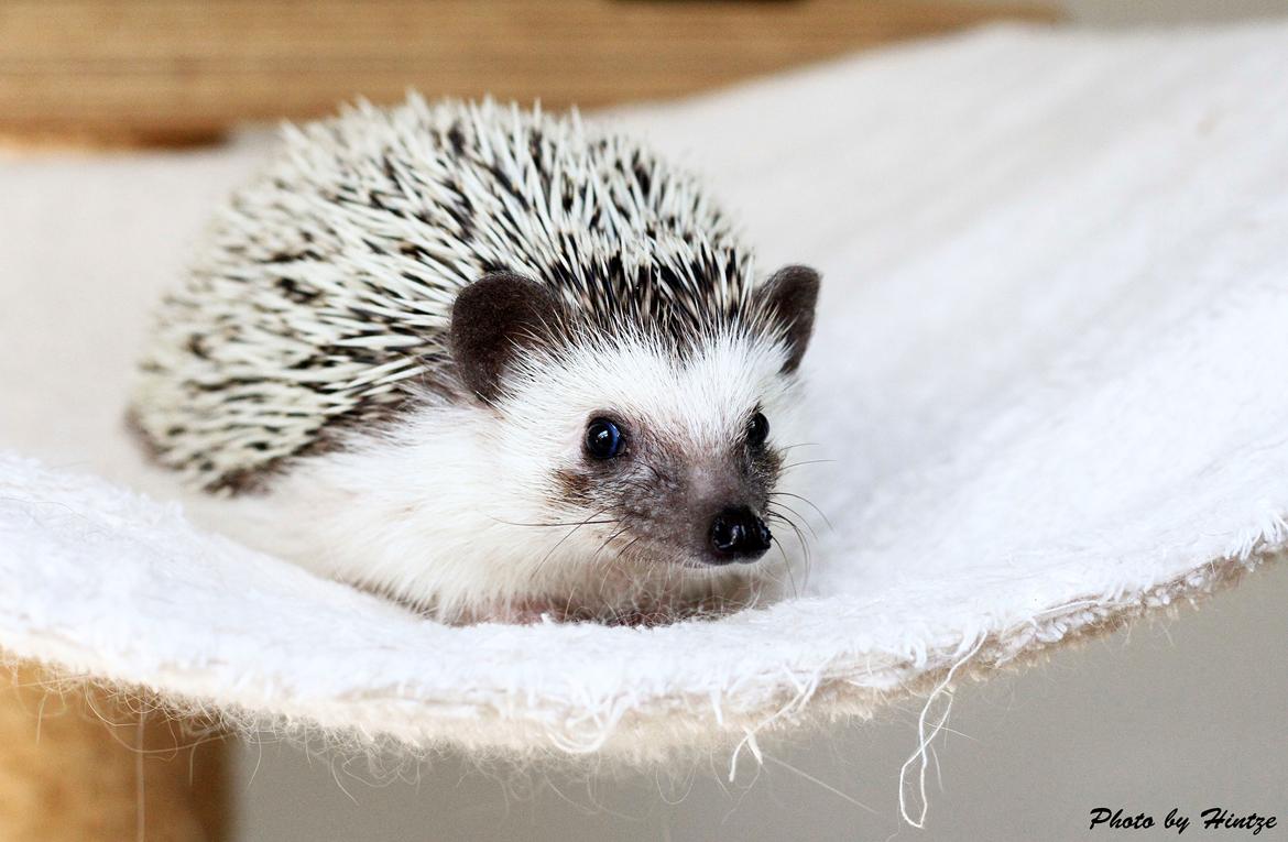 Pindsvin Dk Hedgies by Hintze's Baby billede 5