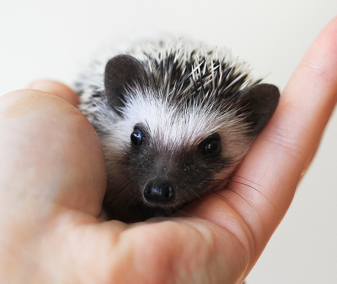 Pindsvin Dk Hedgies by Hintze's Baby billede 6