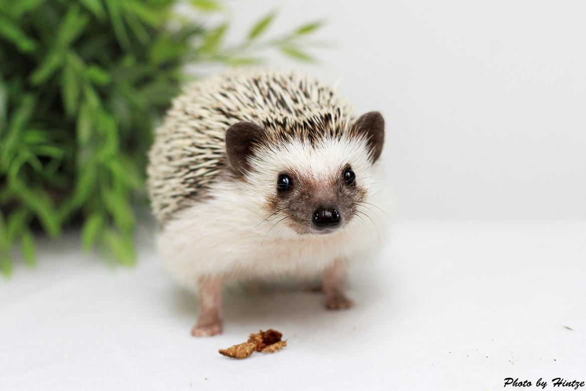 Pindsvin Dk Hedgies by Hintze's Baby billede 7