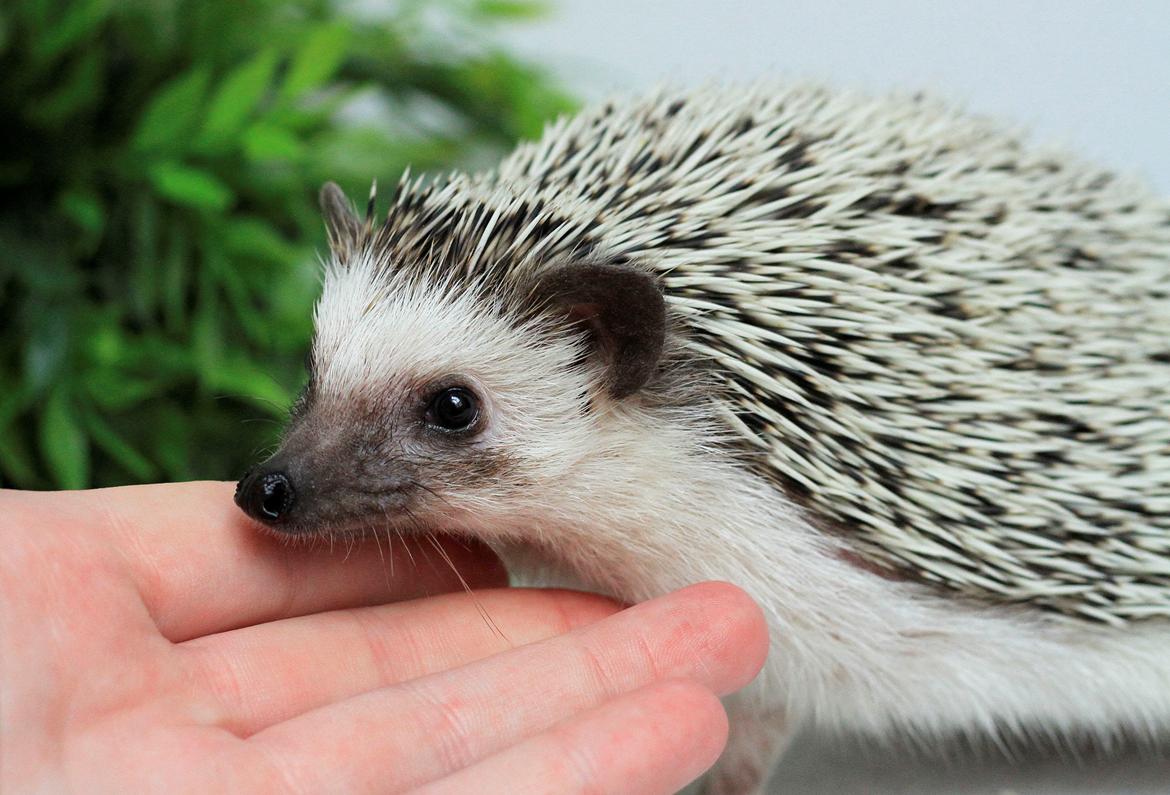 Pindsvin Dk Hedgies by Hintze's Baby billede 8